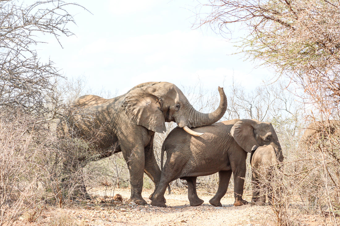 Exploring Careers in Wildlife Conservation